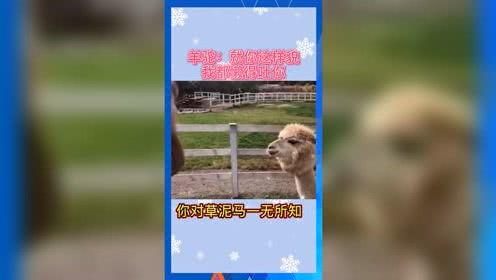 娱乐吃瓜音乐